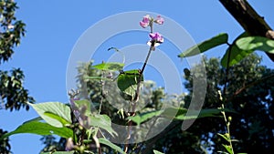 A close up shot of Cape sweet pea. Also know as Dipogon lignosus, the okie bean, , dolichos pea or mile-a-minute vine. Uttarakhand