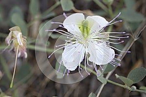 Close-up shot of Capparis sandwichiana white flower