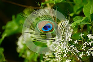 Close-up shot capturing the vividness of a peacock feather set against the backdrop of a delicate flower in nature