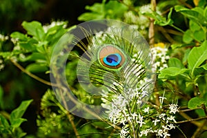 Close-up shot capturing the vividness of a peacock feather set against the backdrop of a delicate flower in nature