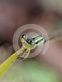 capung jarum dragonfly on a leaf photo