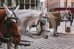 Close-up shot of carriage horses with blinkers on the streets of Vienna, Austria