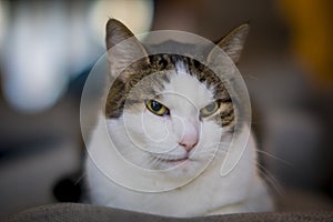 Close-up shot of a cat, domestic pet