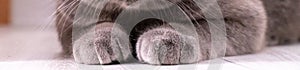 Close-up shot of a cat\'s paws, perfect for a macro photo banner.