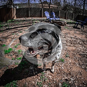 Close-up shot of a Catahoula Leopard Dog standing in the garden