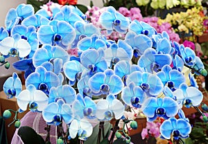 Close up shot of charming blue Phalaenopsis in the greenhouse.
