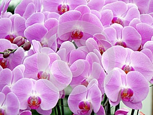 Close up shot of charming pink Phalaenopsis