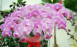 Close up shot of charming pink Phalaenopsis in the greenhouse..