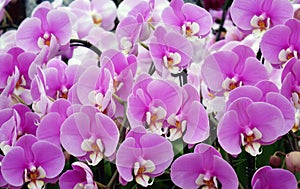 Close up shot of charming pink Phalaenopsis in the greenhouse.