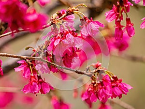 Close up shot of cherry flower blossom in Lou Lim Ioc Garden