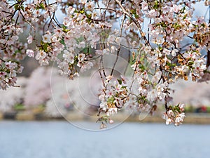 Close up shot of cherry tree blossom in Tidal Basin area