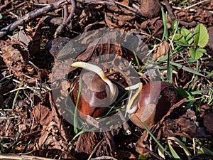 Close-up shot of chestnut seedlings or sprouts. Small white root emerging from a chestnut in a lawn on ground in spring