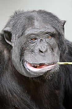 Close up shot chimpanzee