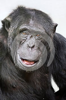 Close up shot chimpanzee