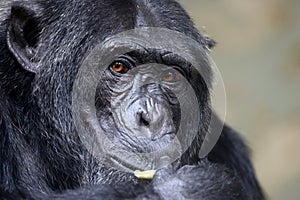 Close up shot chimpanzee
