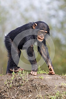 Close up shot of chimpanzee Pan troglodytes