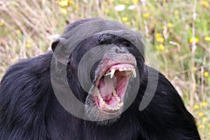 close up shot of Chimpanzee Pan troglodytes