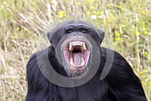 Close up shot of Chimpanzee Pan troglodytes