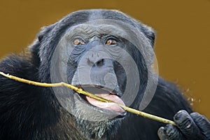 close up shot of Chimpanzee Pan troglodytes