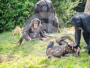 Close-up shot of chimpanzees in a wild nature