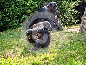 Close-up shot of chimpanzees in a wild nature