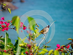 Close up shot of Chinese Bulbul singing