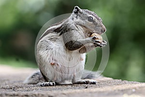Close-up shot of a chipmunk eating nuts on the ground