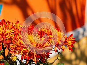 Close up shot of Chrysanthemum flower blossom in Lou Lim Ioc Garden