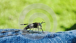 Close-up shot of a Chrysops Relictus insect, highly detailed macro photography.