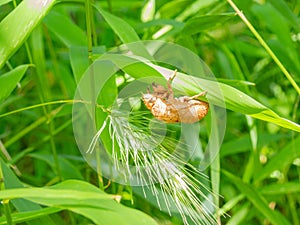 Close up shot of Cicada Shell