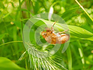 Close up shot of Cicada Shell