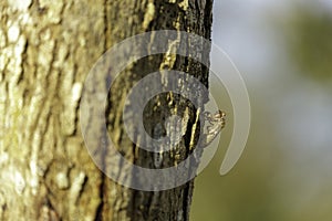 Cicada stains on trees in the forest