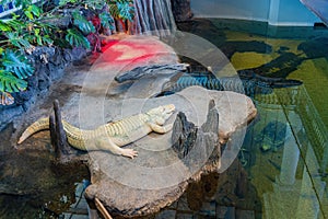 Close up shot of the Claude albino alligator