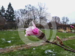 Close up shot of closed magnolia tree bud starting to open with pink petals in early spring