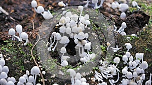 Close up shot of a cluster of Coprinellus disseminatus fungi