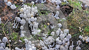 Close up shot of a cluster of Coprinellus disseminatus fungi