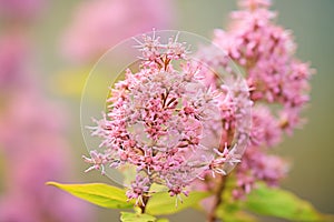 close-up shot of a cluster of pinkish-purple joe pye weed flowers