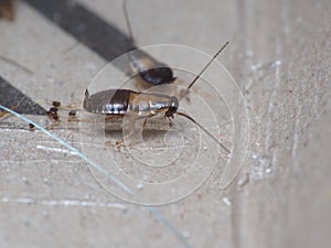 Close up shot of cockroach that trapped on a sticky trap