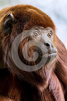 Close up shot of colombian red howler or Venezuelan red howler