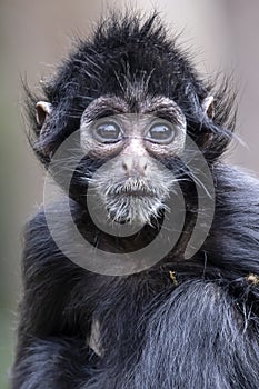 Close up shot of a Colombian spider monkey