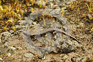 Close-up shot of a colorful adult Clouded salamander on a wed stone surface.