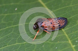 Close up shot of a colorful Froghopper