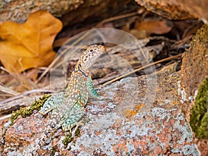 Close up shot of Common collared lizard