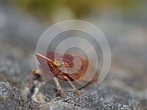 Close up shot of a common froghopper Philaenus spumarius, photo taken in the UK