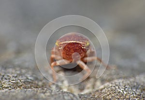 Close up shot of a common froghopper Philaenus spumarius, photo taken in the UK