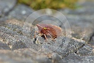 Close up shot of a common froghopper Philaenus spumarius, photo taken in the UK