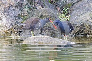Close up shot of Common gallinule resting