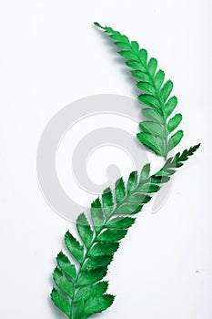 Close up shot of common lady-fern photo