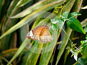 A close up shot of common palmfly,Elymnias hypermnestra, on a plant leaf. the common palmfly, is a species of satyrine butterfly