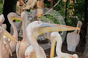 Close-up shot of a common pelican with a long beak, a group of pelicans in the background in a zoo